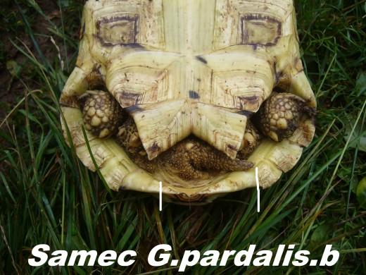 G.pardalis-samec-004.jpg