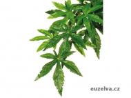 Rostlina EXO TERRA Abutilon velká 80 cm