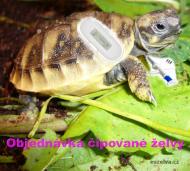 Objednávka čipované želvy