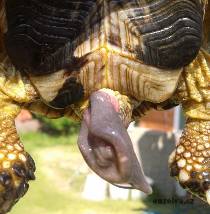 Penis samce suchozemské želvy (1).jpg