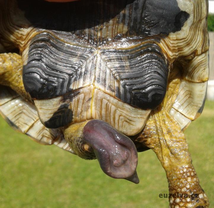 Penis samce suchozemské želvy (2).jpg