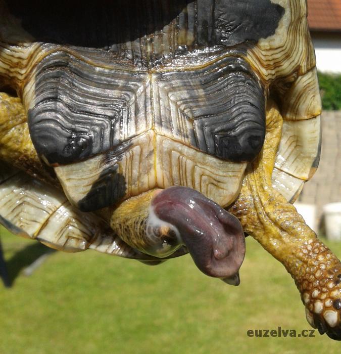 Penis samce suchozemské želvy (3).jpg