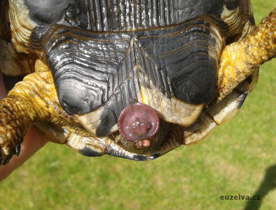 Penis samce suchozemské želvy (4).jpg