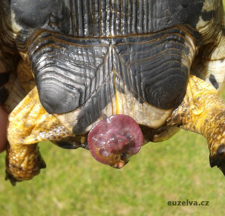 Penis samce suchozemské želvy (7).jpg