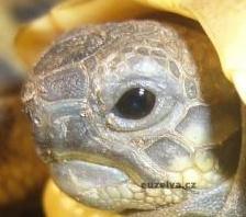 oko želvy 2.jpg