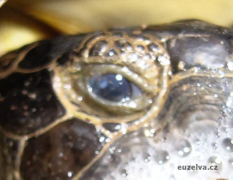 Matné oko nemocné želvy.jpg